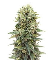 Auto Afghan Mass (00 Seeds) Cannabis-Samen