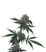 Jack Flash regular (Sensi Seeds) Cannabis-Samen