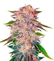 Caramelo (Delicious Seeds)
