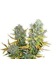 Cream Caramel Auto (Sweet Seeds) Cannabis-Samen
