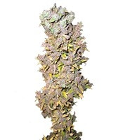Northern Light (Nirvana Seeds) Cannabis-Samen