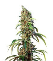 Black Jack CBD strain