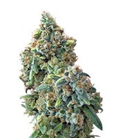 Kaya Gold (Nirvana Seeds) Cannabis-Samen