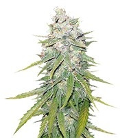 Mazar X Great White Shark (World of Seeds) Cannabis-Samen