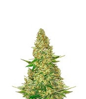 Power VIP (VIP seeds) Cannabis-Samen