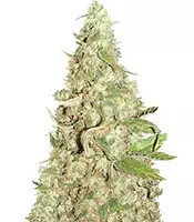 Afghan Cow (Dr. Krippling Seeds) Cannabis-Samen