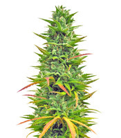 Choco Bud (Vision Seeds) Cannabis-Samen