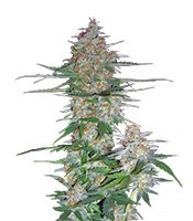 60 Day Wonder Autoflower (DNA Genetics) Cannabis-Samen