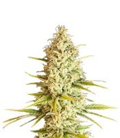 Critical VIP (VIP seeds) Cannabis-Samen