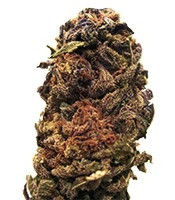 Orange Bud regular (Dutch Passion) Cannabis-Samen