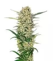 Northern Light (RQS) Cannabis-Samen