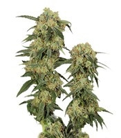 Pamir Gold (Dutch Passion) Cannabis-Samen