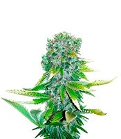 Auto Love Peace (VIP seeds) Cannabis-Samen