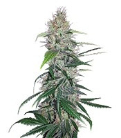 Shiva Skunk (Sensi Seeds) Cannabis-Samen