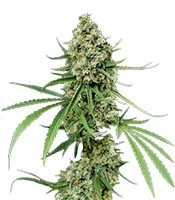Critical + (Dinafem Seeds) Cannabis-Samen