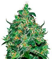 Critical Jack Herer Auto (Delicious Seeds)