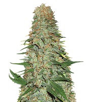 Mango Chutney (Dr. Krippling Seeds) Cannabis-Samen