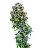 S.A.D. Sweet Afgani Delicious Auto feminized seeds