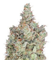 Total Paralysis (Heavyweight Seeds) Cannabis-Samen