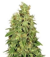 CBD-Chronic (Serious Seeds) Cannabis-Samen