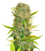 Aurora Indica regular strain
