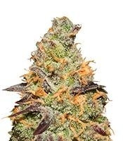 Blue Kush Berry strain