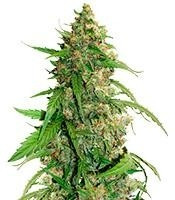 CBD Auto Compassion Lime (Dutch Passion) Cannabis-Samen