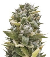 OG Kush Auto (Humboldt Seeds Organization) Cannabis-Samen