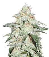 Pickled Diesel Auto (Dr. Krippling Seeds) Cannabis-Samen