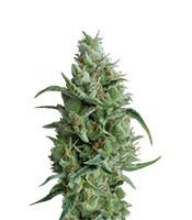 Super OG Kush (Pyramid Seeds) Cannabis-Samen
