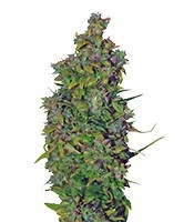 VIP Dwarf Auto (VIP seeds) Cannabis-Samen