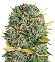 Auto Alpujarrena (Pyramid Seeds) Cannabis-Samen