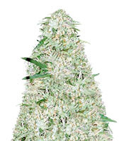 Auto Super Mazar (Victory Seeds) Cannabis-Samen