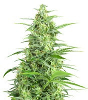 Sour Diesel Autoflowering (Dinafem Seeds) Cannabis-Samen