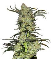 King’s Kush (GHS) Cannabis-Samen
