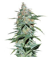 Amnesia Ryder Auto strain