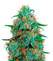 Critical Neville Haze Auto (Delicious Seeds)
