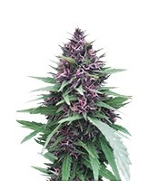 Shaman (Dutch Passion) Cannabis-Samen