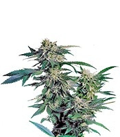 Skunk Kush (Sensi Seeds) Cannabis-Samen