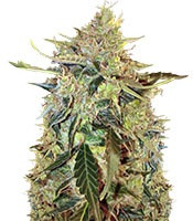 Auto American Pie (Pyramid Seeds) Cannabis-Samen