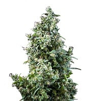 White Bhutanese (Mandala Seeds) Cannabis-Samen
