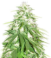 Zombie Haze (Sumo Seeds) Cannabis-Samen