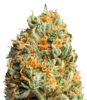 Fully Loaded Auto strain