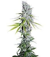 CBD Skunk Haze (Dutch Passion) Cannabis-Samen