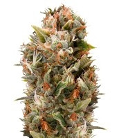 Chemdawg regular (Humboldt Seeds Organization) Cannabis-Samen