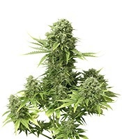 StarRyder Auto (Dutch Passion) Cannabis-Samen