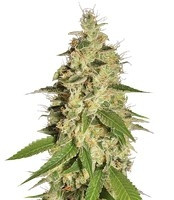 Raspberry Diesel (Humboldt Seeds Organization) Cannabis-Samen
