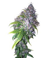 Auto AK (Grass-O-Matic) Cannabis-Samen