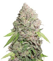 CBD Charlotte’s Angel strain