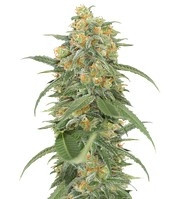 Green Crack (Humboldt Seeds Organization) Cannabis-Samen